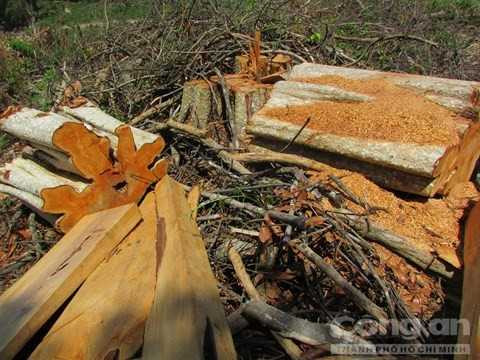 Nhiều thân gỗ lớn được xẻ từng khúc lớn. Những lóng gỗ bị bỏ lại trong rừng. Nhiều thân gỗ lớn được xẻ từng khúc lớn. Những lóng gỗ bị bỏ lại trong rừng.
