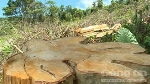 Những cây lâu năm, to lớn bị lâm tặc cưa tận gốc. Những cây lâu năm, to lớn bị lâm tặc cưa tận gốc.