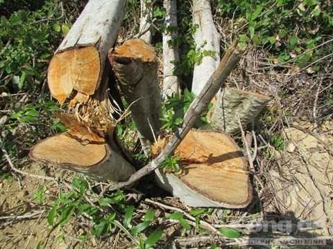 Nhiều cây gỗ nhỏ cũng bị đốn gục Nhiều cây gỗ nhỏ cũng bị đốn gục