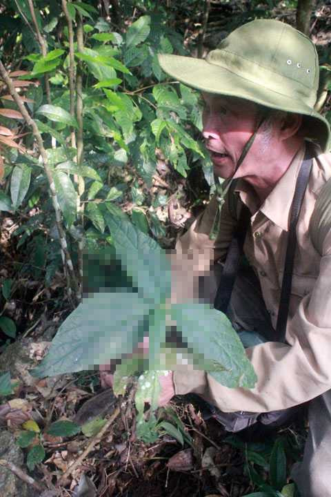 Ông Lâm nhổ cây sâm đá nhỏ mang về Lào Cai làm giống