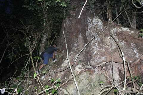 Một cây nghiến khổng lồ, hàng ngàn năm tuổi ở núi Răng Cưa