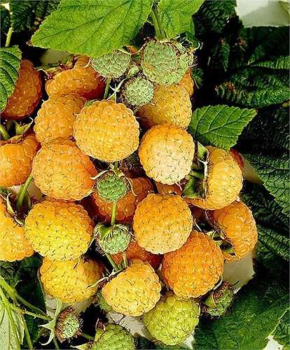 Một giống dâu có màu vàng độc đáo