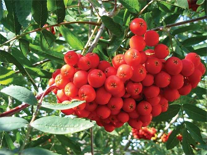 Chùm quả hấp dẫn trên cây