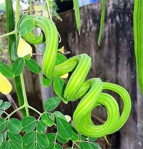Loại đậu xoắn như con rắn lục