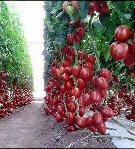 Chùm cà chua siêu sai quả