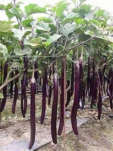 Cà tím dài và sai quả