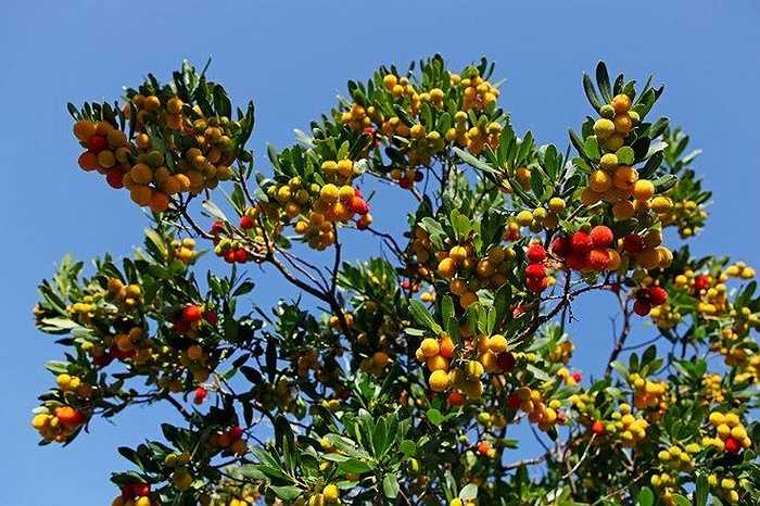 Loài quả có màu sắc tươi sáng trên ngọn cây