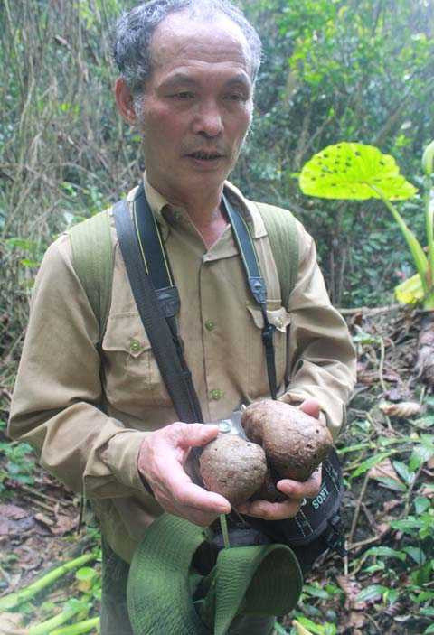 Ông Lâm và quả cẩm địa la Ông Lâm và quả cẩm địa la