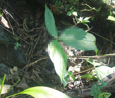 Cây sâm đá mọc trong kẽ đá, bóng tối Cây sâm đá mọc trong kẽ đá, bóng tối