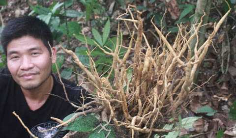 Củ của loài sâm đá Củ của loài sâm đá