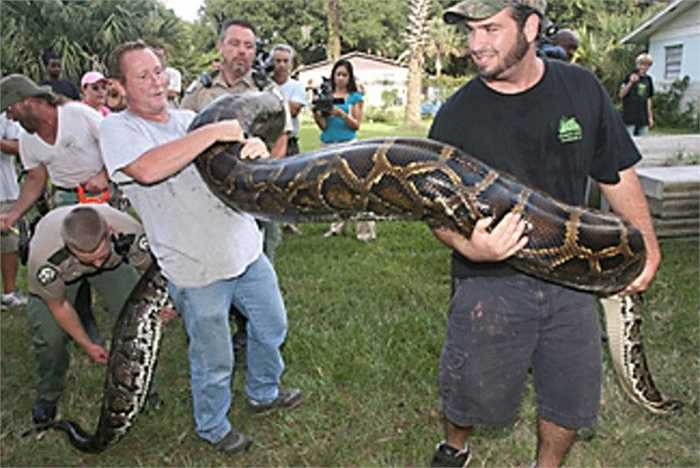 Một trong những loài mãng xà to lớn nhất là mãng xà Miến Điện. Trên hành tinh chúng ta xuất hiện nhiều loài rắn khổng lồ, nhưng đặc biệt nhất phải kể đến loài mãng xà Miến Điện, được phát hiện tại khu vực Đông Nam Á. Chúng có tuổi thọ trung bình 25 năm, đạt chiều dài 5,5m và trọng lượng lên đến 113kg. 