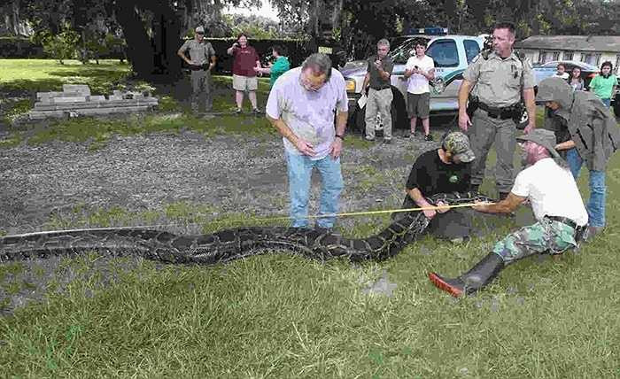 Mãng xà đá châu Phi. Vị trí thứ 4 trên bảng xếp hạng là loài mãng xà đá Châu Phi với trọng lượng lên đến 136kg và chiều dài tối đa 7m, tuổi thọ trung bình 12 năm. Tên gọi của chúng cũng chính là nơi xuất xứ phổ biến của loài này là châu Phi, phía Nam sa mạc Sahara. 