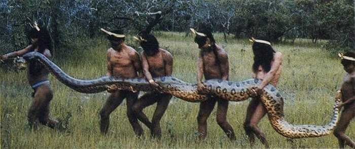 Giống như các loại trăn khác, trăn gấm không có nọc độc và vì vậy chúng giết con mồi bằng cách dùng thân quấn quanh con vật và siết nó cho đến chết. Mặc dù loài trăn gấm đủ khỏe để giết người nhưng chúng không được xem là loài động vật nguy hiểm cho con người và trường hợp người bị chúng tấn công rất ít khi xảy ra. 