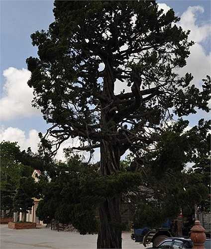 Với Sơn Sơn, ông Trầm Bê đã từng tạo nên thế độc quyền trên thị trường nhờ công nghệ chiếu xạ thanh long trong suốt thời gian từ năm 2002-2009. Đại gia Trầm Bê còn giữ cổ phần chi phối tại công ty Xây dựng Hàm Giang, đơn vị từng bỏ ra tới 60 triệu USD để mua lại khu trung tâm thương mại châu Á lớn nhất tại Mỹ, là Cupertino Square (San Jose, California). 