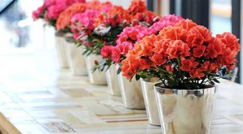 Những cây không được trồng trong nhà