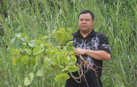 Lương y Lục Xuân Út lấy thuốc trong rừng Lương y Lục Xuân Út lấy thuốc trong rừng