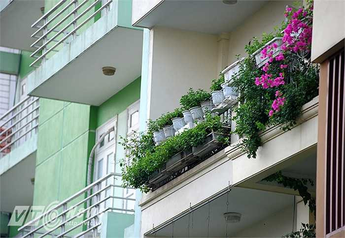 Không chỉ toàn là bê tông – sắt thép, vẫn có những ban công đầy nắng và hoa.