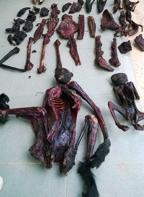 Xác các con voọc. Xác các con voọc.