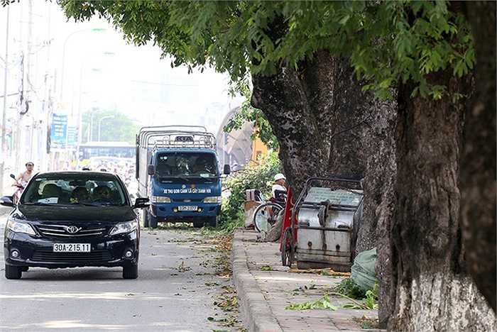 Sáng nay, trao đổi với VnExpress, lãnh đạo Công ty cây xanh Hà Nội cho biết, Sở Xây dựng đã cấp giấy phép cho đơn vị đốn hạ 3 cây xà cừ để hoàn thiện đường dẫn. 'Đây là việc bất khả kháng, Sở đã tính phương án hạn chế tối đa việc đốn hạ những cây xanh như thế này', lãnh đạo Công ty cây xanh chia sẻ.