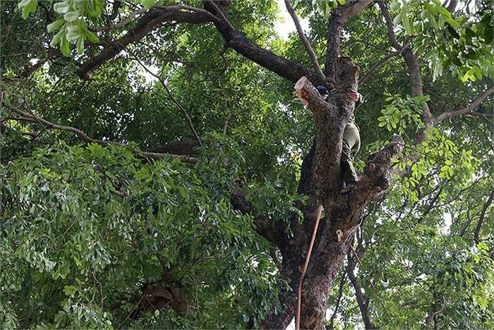 Từ 9h sáng nay, công nhân Công ty cây xanh đã bắt tay chặt hạ những cây xà cừ cổ thụ này.