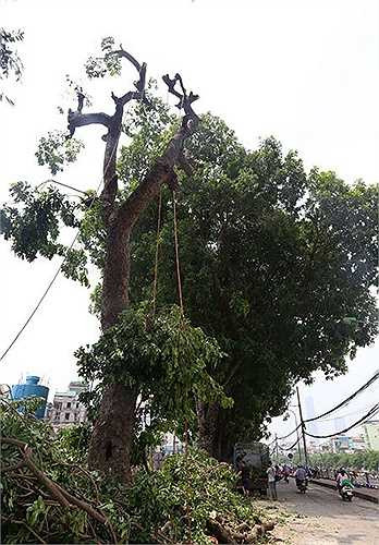 Cây xà cừ bị chặt hạ nằm sát với đường dẫn cầu vượt nút giao Cầu Giấy, nơi công trường đang thi công.