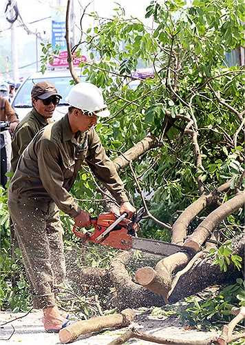 Cành và thân cây được nhóm công nhân của Công ty cây xanh cưa nhỏ thành nhiều khúc. Trước đó, cũng trên tuyến đường Láng, Sở Xây dựng cũng cấp phép cho Ban quản lý dự án đường sắt đô thị chặt hạ hơn 30 cây xà cừ cổ thụ để phục vụ xây dựng tuyến đường sắt Cát Linh - Hà Đông.