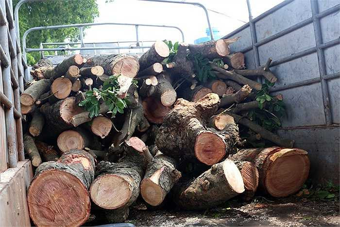 Đến gần trưa, số gỗ, thân cây xà cừ được chất lên xe tải. Một nhân viên ở đây cho biết, số gỗ này sẽ được tập kết về khu bãi, vườn ươm của công ty tại Cầu Diễn và sau đó sẽ phân loại, thanh lý theo đúng quy định.