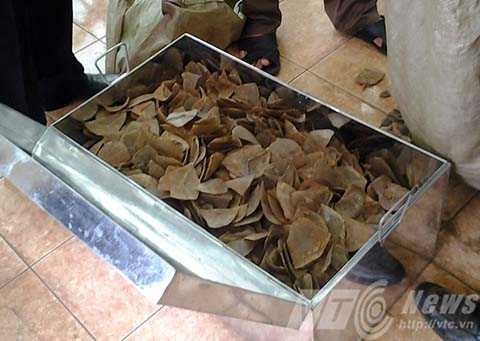 ngà voi, sừng tê giác, vảy tê tê, nhập khẩu, buôn lậu, hàng quốc cấm, cảng Đà Nẵng, Hải quan, công an, thưởng nóng