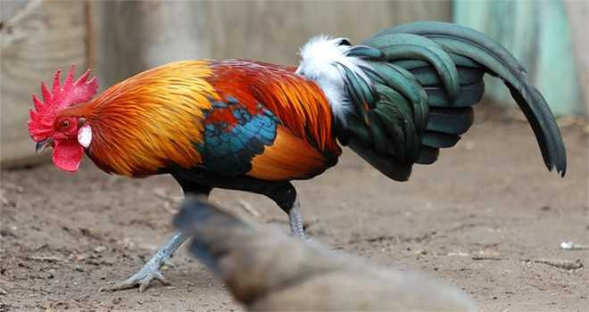 Gà rừng đỏ thường được cung cấp từ các đầu mối tại khu vực miền Trung và Tây Nguyên.