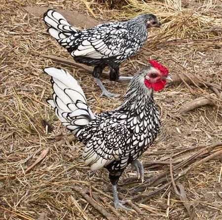 “Gà lai... cá” giá bạc triệu 