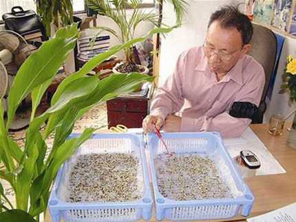 TS. Phan Quốc Kinh cho biết tật lê có tác dụng không hề thua kém Viagra. Ảnh: T.G