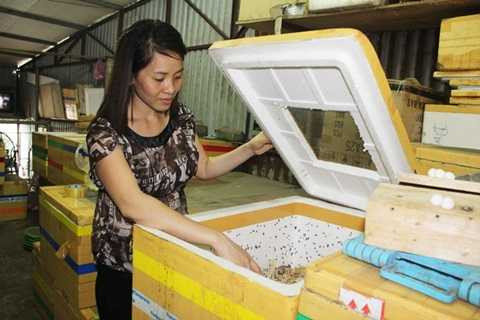 Một tháng gia đình chị bán ra thị trường gần 2 tấn dế, thu về hàng trăm triệu đồng tiền lãi, số tiền lãi một năm đến vài tỷ đồng. Một tháng gia đình chị bán ra thị trường gần 2 tấn dế, thu về hàng trăm triệu đồng tiền lãi, số tiền lãi một năm đến vài tỷ đồng.