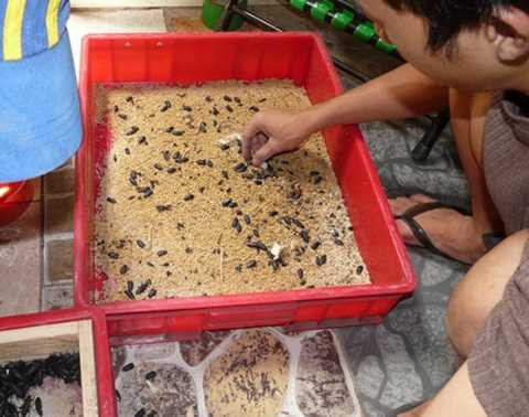 Chàng trai 8x hiện là chủ trang trại 300m2 ở Bình Dương chuyên nuôi super worm, doanh thu đều đặn hàng trăm triệu đồng mỗi tháng. Chàng trai 8x hiện là chủ trang trại 300m2 ở Bình Dương chuyên nuôi super worm, doanh thu đều đặn hàng trăm triệu đồng mỗi tháng.