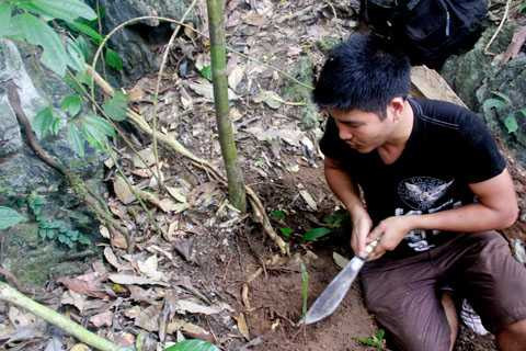 Đào sâm đá trên núi Răng Cưa