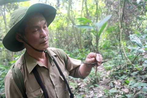 Ông Trần Ngọc Lâm và cây sâm đá nhỏ