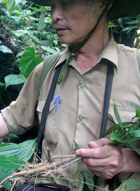 Ông Lâm và củ sâm đá