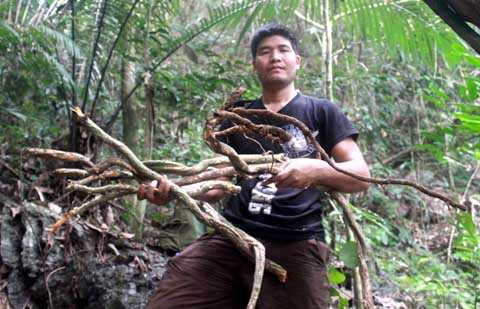 Thân, lá sâm đá có hàm lượng saponin rất cao