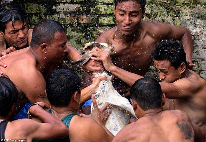 Người dân sẽ cố gắng nỗ lực bẻ gãy tứ chi của con vật bằng cả răng và tay không. Việc làm được cho là sẽ mang lại may mắn cho người thực hiện