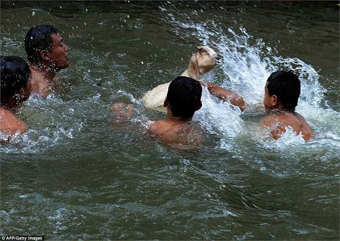 Tổ chức Bảo vệ Động vật Nepal (AWNN) phát động một chiến dịch nhằm phản đối nghi thức hiến tế ở lễ hội trong nhiều năm qua.