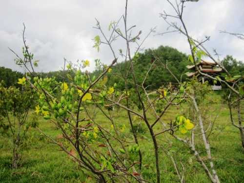 Một cây mai trong khu mộ Đại tướng nở vàng rực như hòa chung vào không khí cả nước mừng ngày độc lập Một cây mai trong khu mộ Đại tướng nở vàng rực như hòa chung vào không khí cả nước mừng ngày độc lập