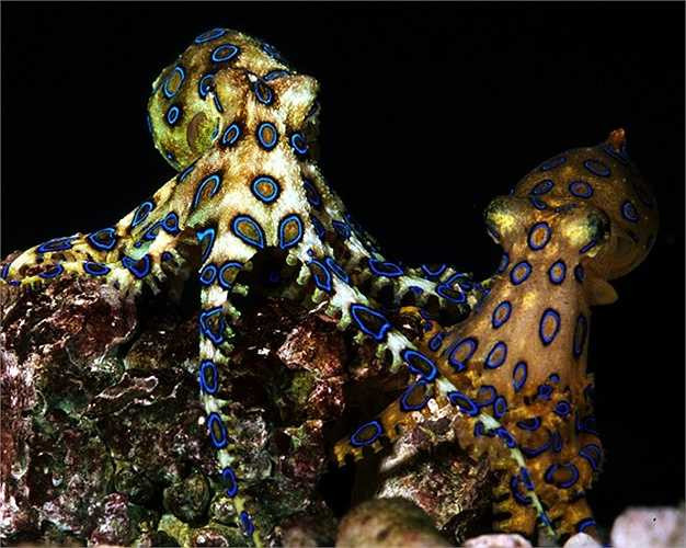 Chất độc này gây tê liệt, ngừng thở trong vòng vài phút, nhanh chóng dẫn tới ngừng tim