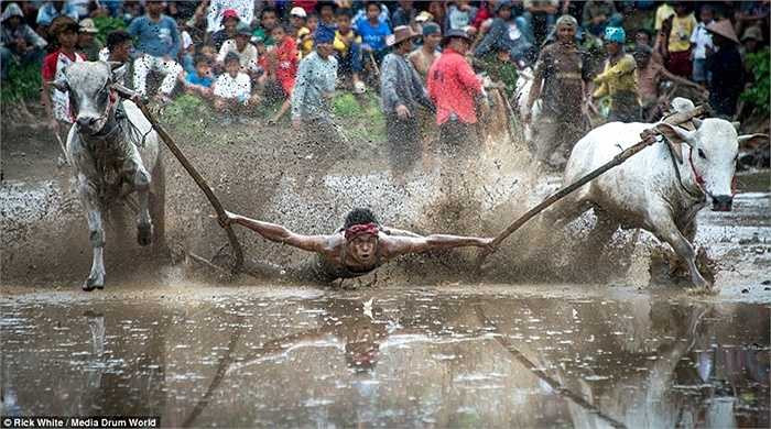 Tay đua khốn đốn điều hướng 2 chú bò đang chạy hết tốc lực
