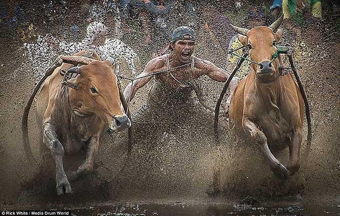 Trầm mình trong bùn để điều khiển 2 chú bò