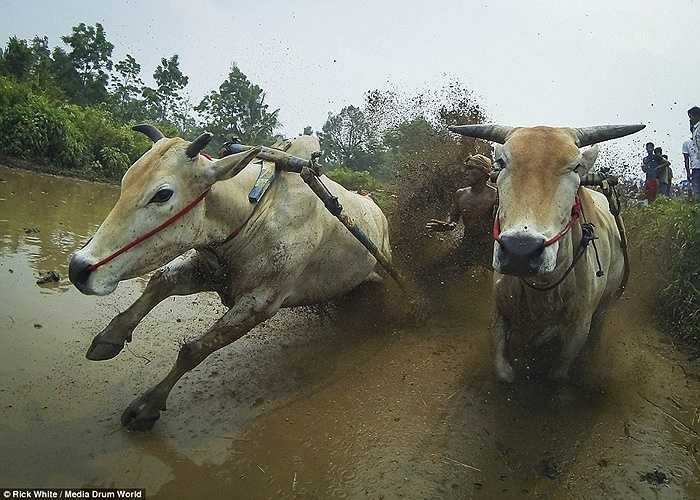 Cặp bò tăng tốc