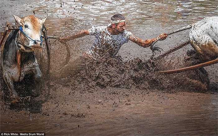 Tay đua khổ sở khống chế cặp bò