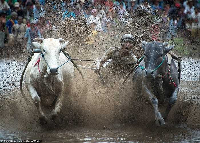 Đây là một phần trong nền văn hóa của Indonesia