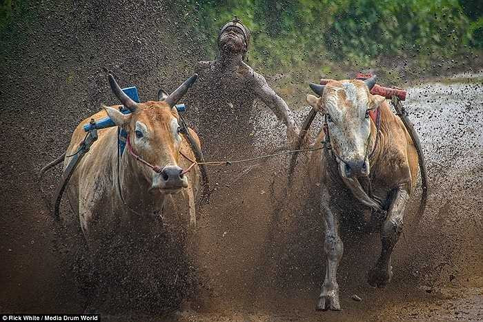 Đoạn đua dài 100m và đầy ắp bùn lầy