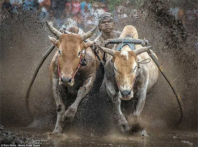 Những con bò gồng mình tăng tốc