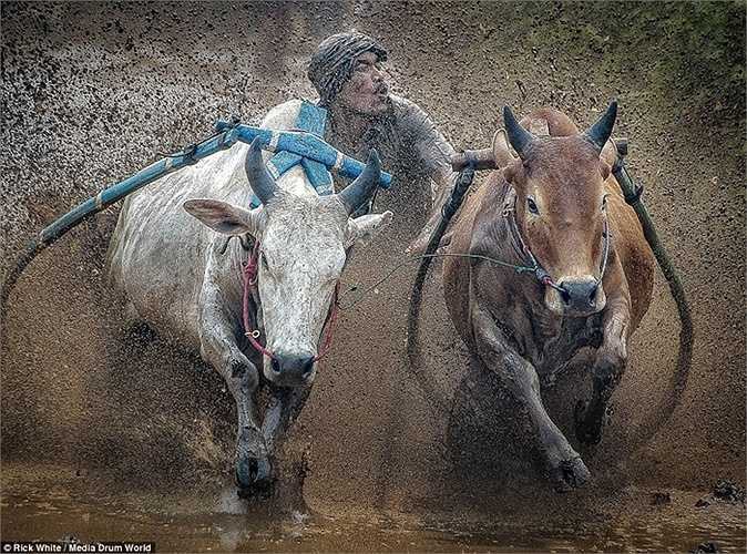 Tay đua cố gắng khống chế đôi bò