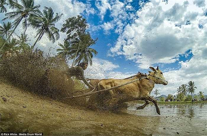 Cuộc đua độc đáo ở Indonesia